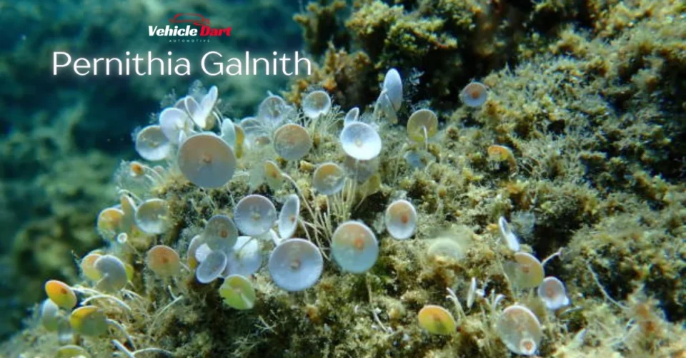 pernithia galnith